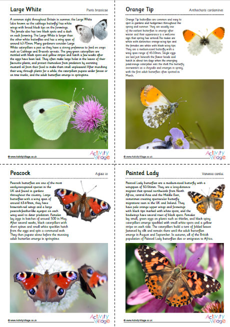 British Butterflies Guide - Part 4 British Butterflies Guide - Part 4