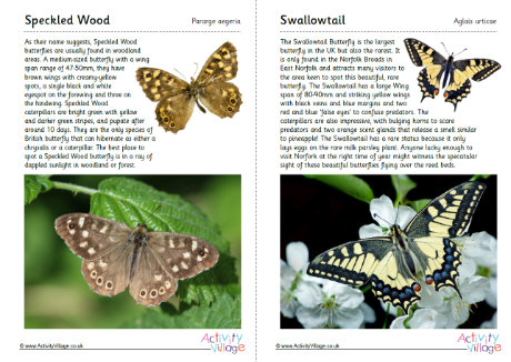 British Butterflies Guide - Part 6