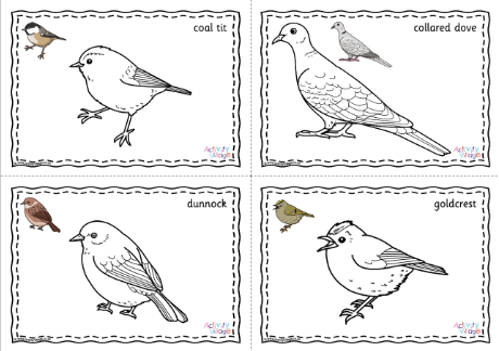 British Garden Birds Colouring Pages Prompted