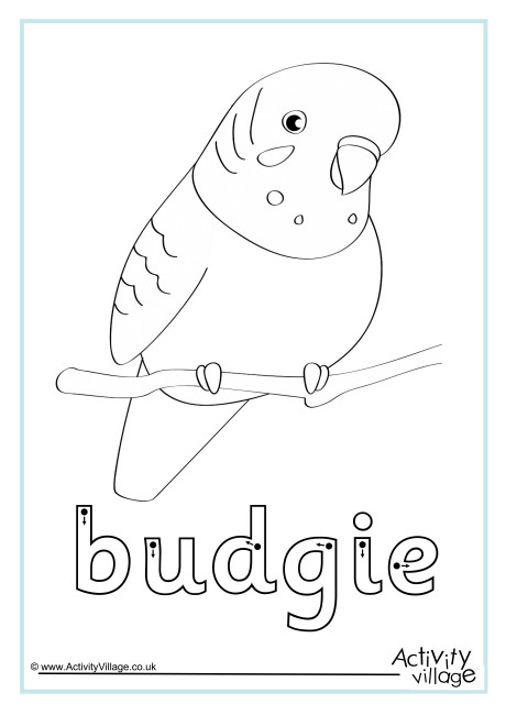Budgie Finger Tracing
