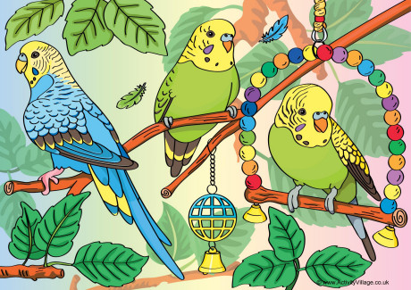 Budgies Scene Poster