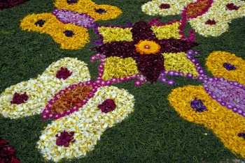 Beautiful butterfly rangoli