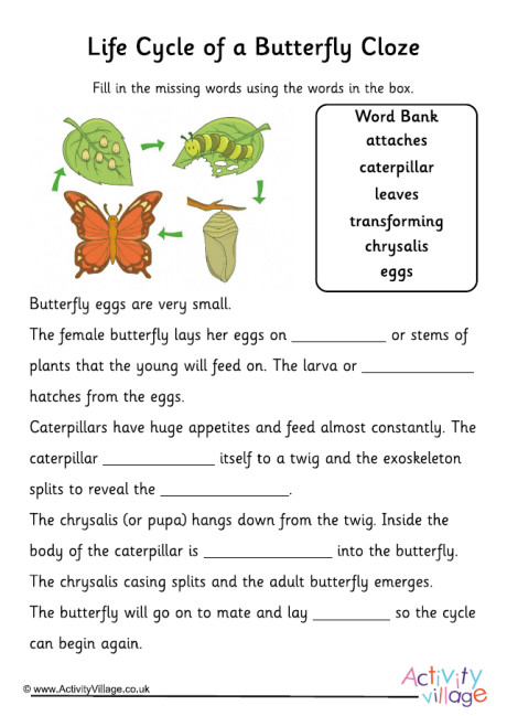 Butterfly Life Cycle Cloze Butterfly Life Cycle Cloze