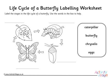 Butterfly Life Cycle Labelling Worksheet Guided Butterfly Life Cycle Labelling Worksheet Guided