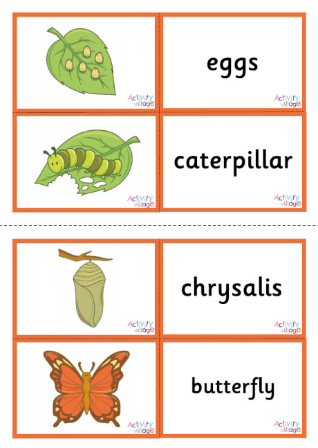 Butterfly Life Cycle Matching Cards Butterfly Life Cycle Matching Cards