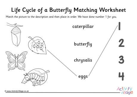 Butterfly Life Cycle Matching Worksheet