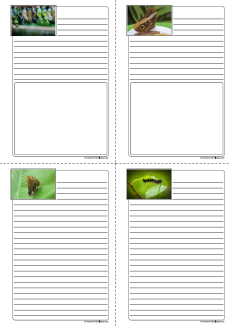 Butterfly Life Cycle Notebooking Pages Butterfly Life Cycle Notebooking Pages