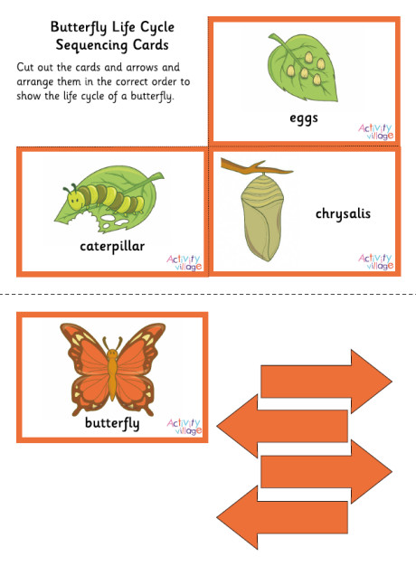 Butterfly Life Cycle Sequencing Cards Butterfly Life Cycle Sequencing Cards