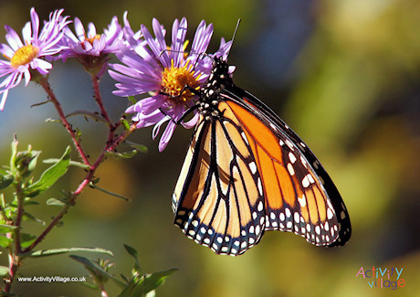 Butterfly Poster 2
