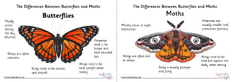 Butterfly vs moth posters