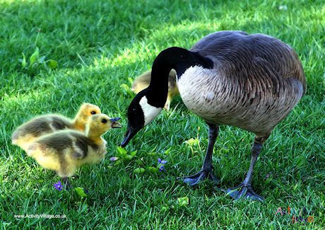Canada Goose Poster