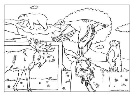 Canadian animals colouring page