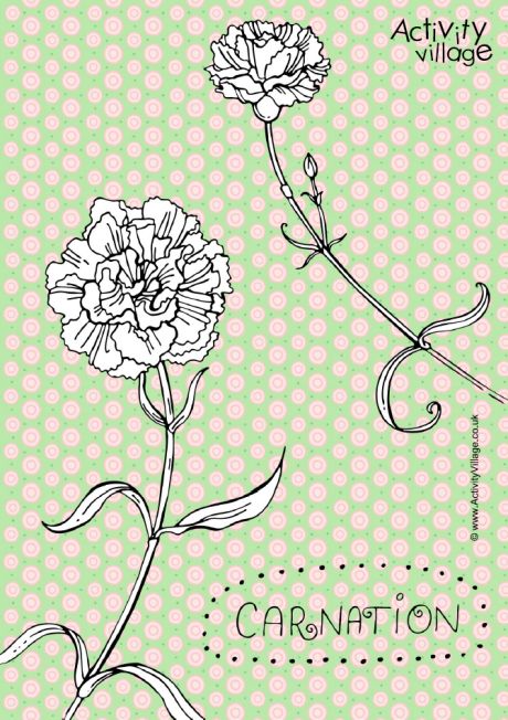 Carnation colouring page 2