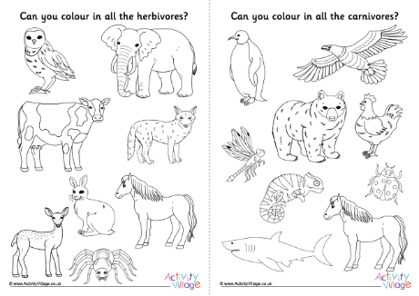 Carnivore herbivore omnivore colouring pages Carnivore herbivore omnivore colouring pages