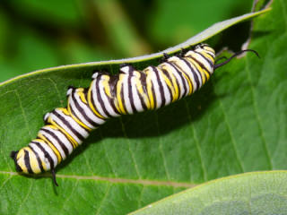 Caterpillars