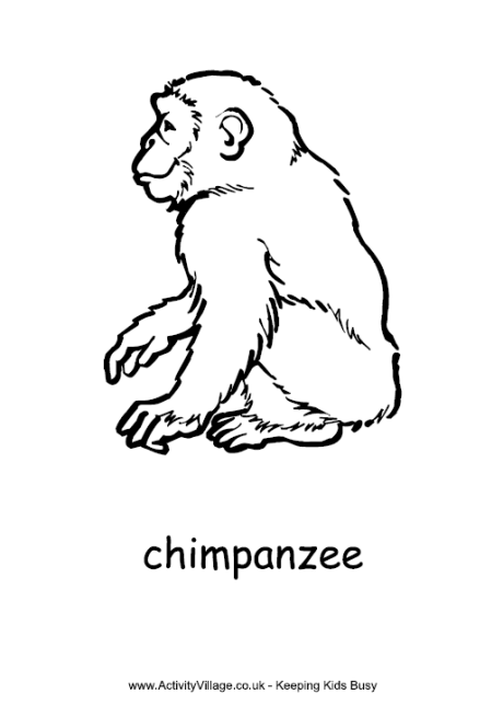 Chimpanzee colouring page