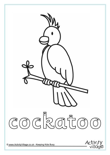 Cockatoo finger tracing