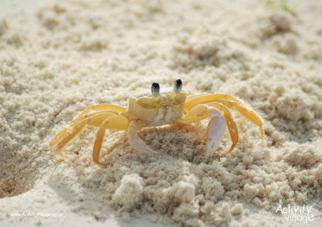 Crab poster 2