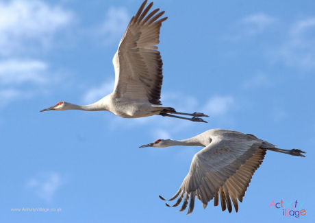 Crane poster 2