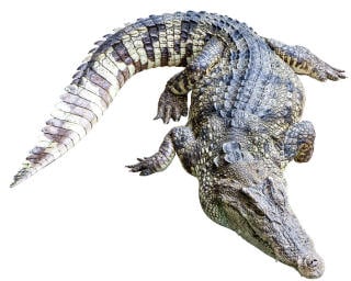 Crocodiles