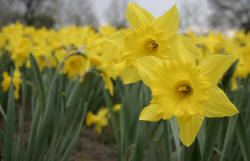 daffodils william wordsworth theme
