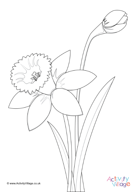 Daffodil colouring page 5Daffodil colouring page 5