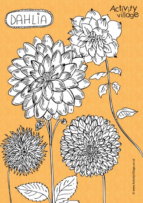 Dahlia colouring page 2