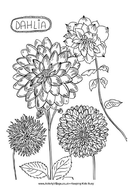 Dahlia colouring page