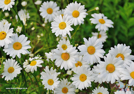 Daisy Poster