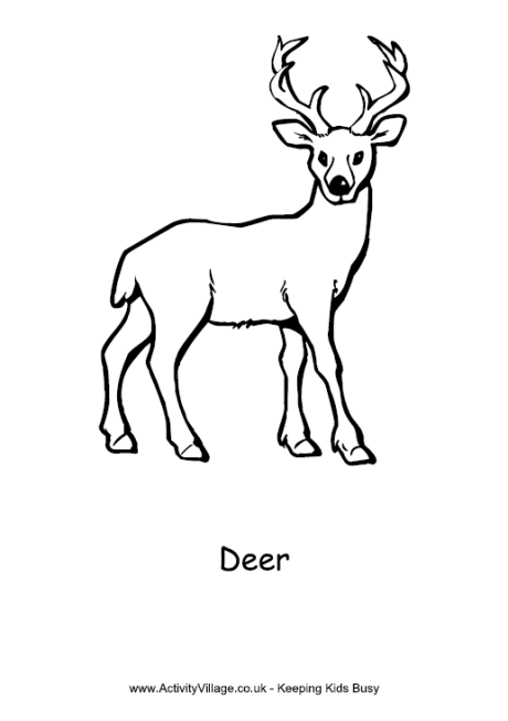 Deer colouring page
