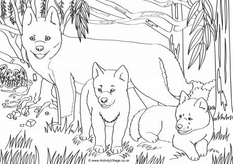 Dingos Scene Colouring Page