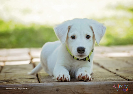 Dog Poster 3