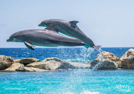 Dolphin poster 2