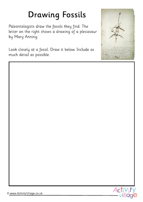 Drawing fossils worksheet
