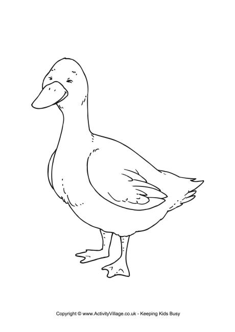 Duck colouring page 3