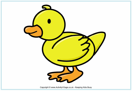 Duck poster