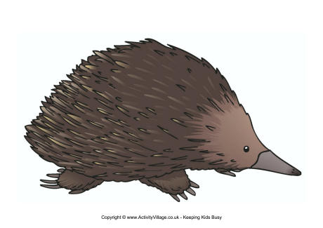 Echidna poster
