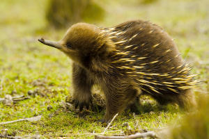 Echidnas