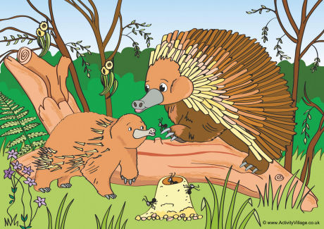 Echidnas Scene Poster