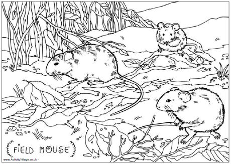 Field mouse colouring page