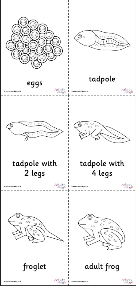 Frog life cycle colouring pages set