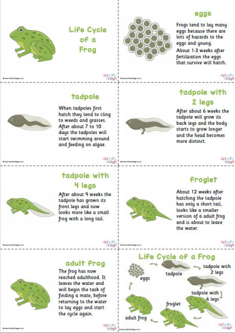 Frog Life Cycle Slideshow
