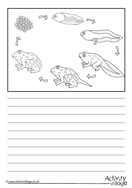 Frog Life Cycle Story Paper - Blank Frog Life Cycle Story Paper - Blank