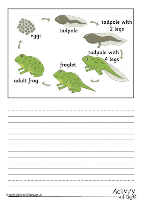 Frog Life Cycle Story Paper - Labelled Frog Life Cycle Story Paper - Labelled