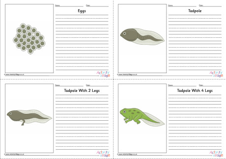 Frog Life Cycle Story Paper Set - Labelled Frog Life Cycle Story Paper Set - Labelled