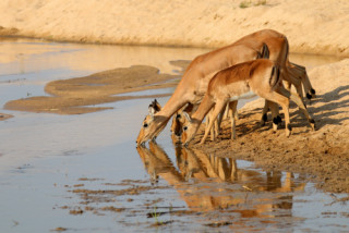 Gazelles