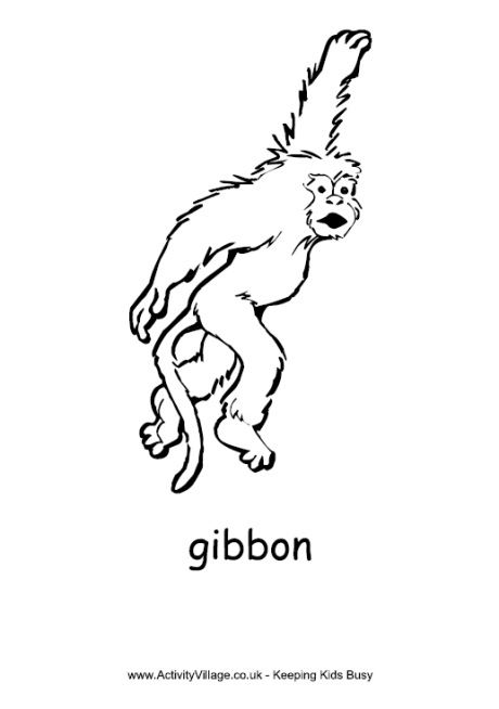 Gibbon colouring page