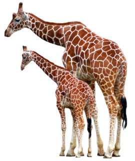 Giraffes