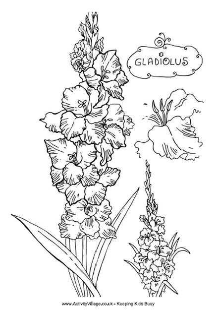 Gladiolus colouring page