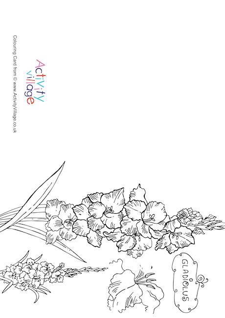 Gladiolus Colouring Card